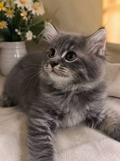 Persian grey cat for sale
