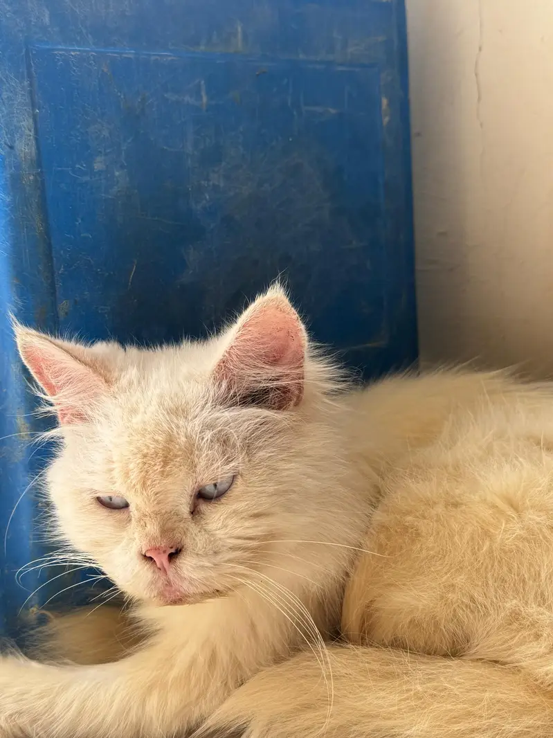 perisan cat — photo 2