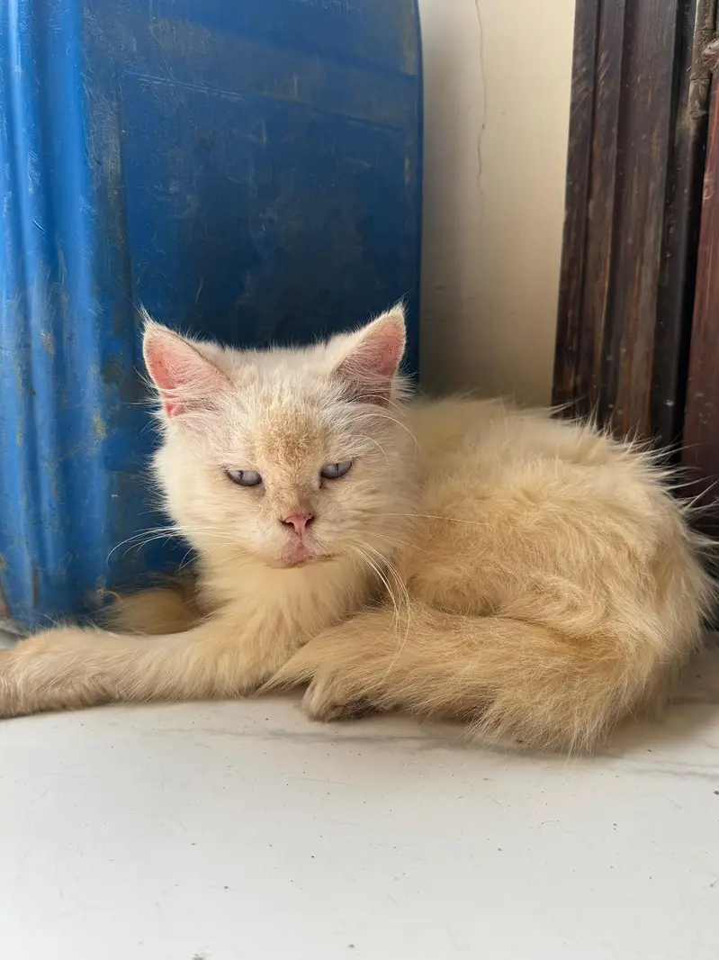 perisan cat — photo 3