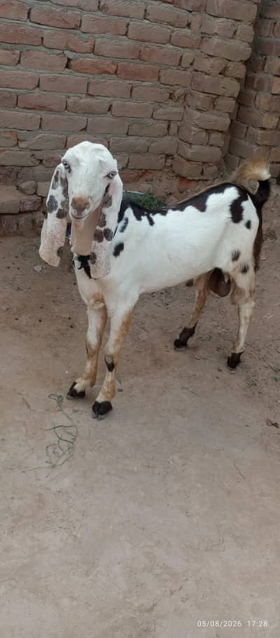 Beetal Bakra 