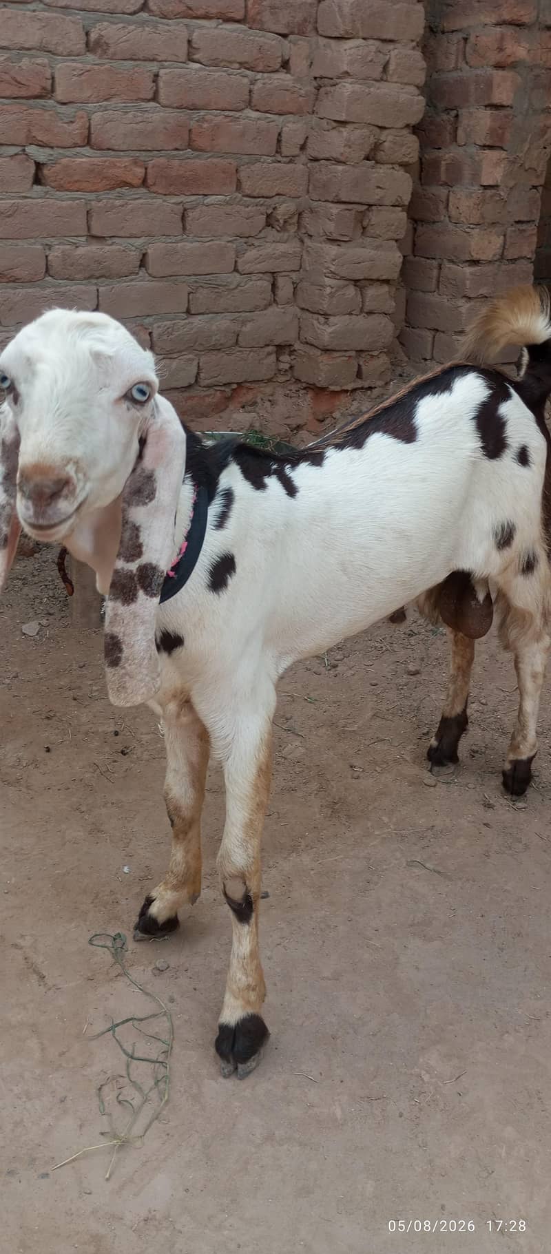 Beetal Bakra  1