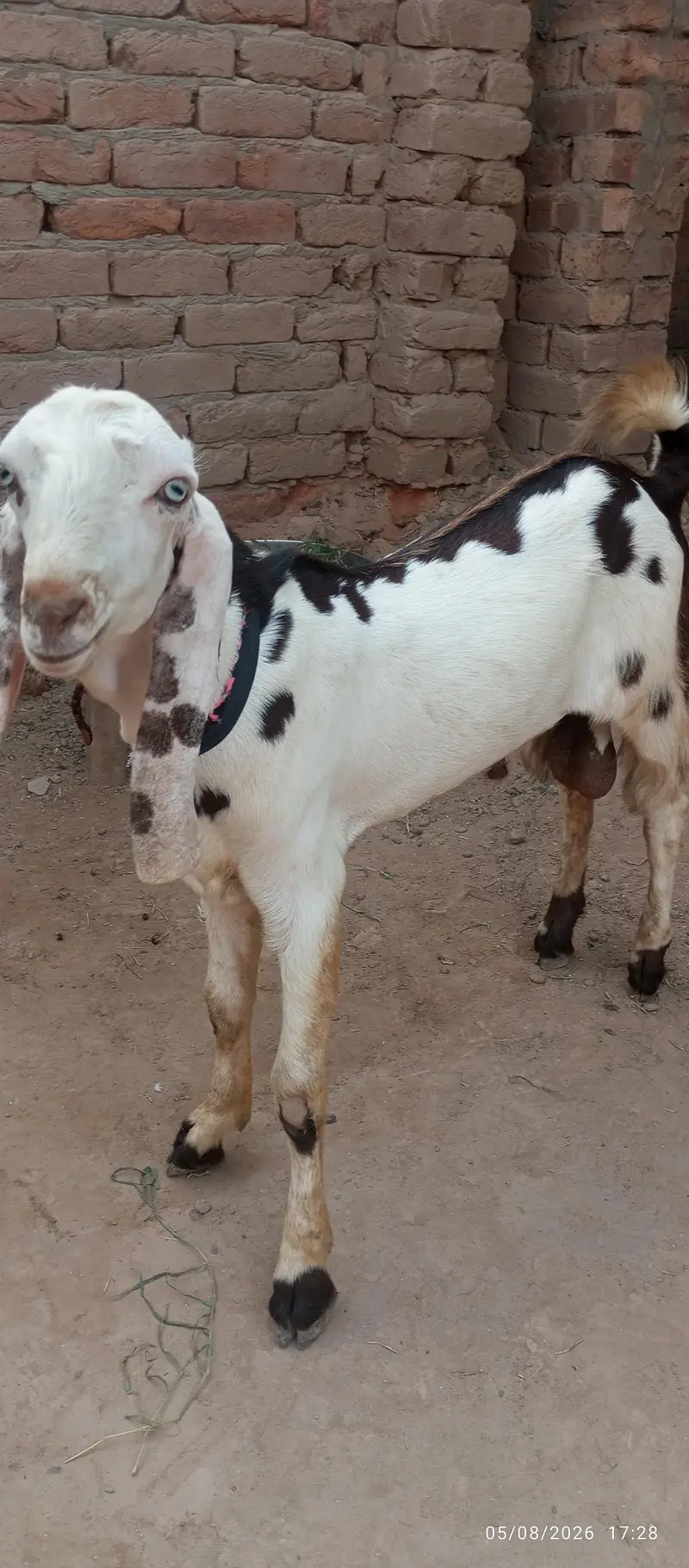 Beetal Bakra  — photo 2