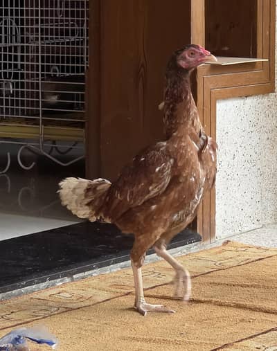 dono pair breeder hai