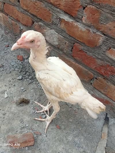 Heera aseel white nok nali and eyes 03037833845