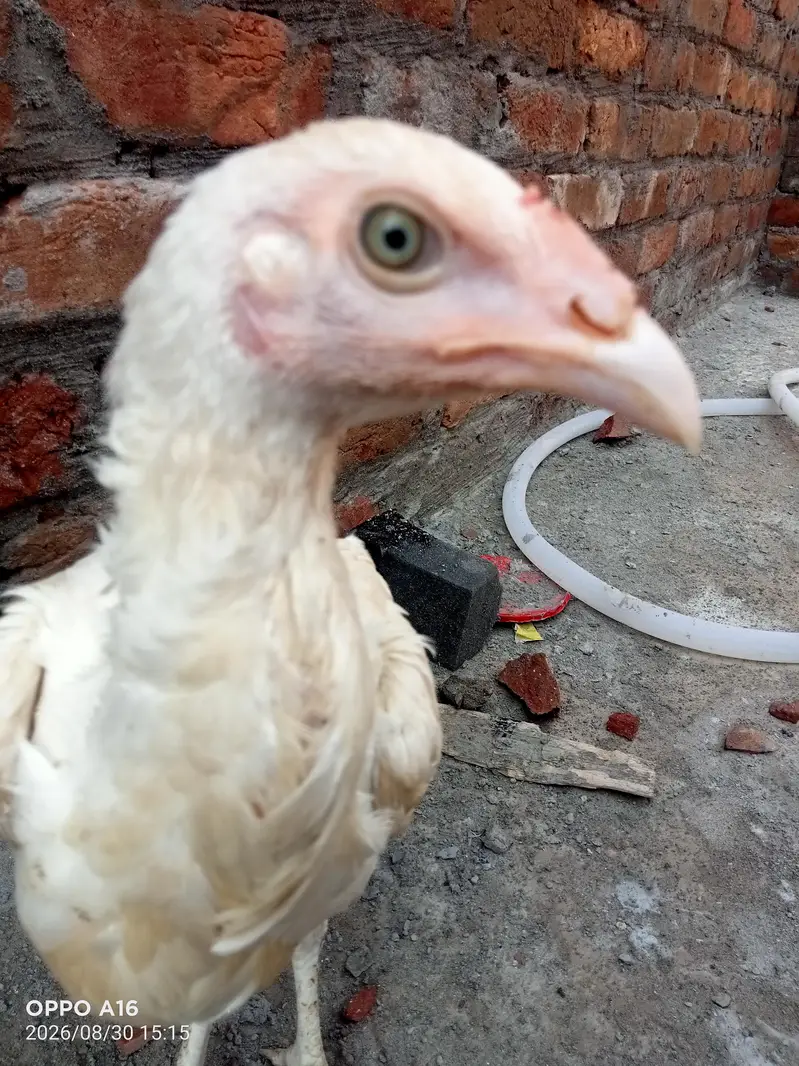 Heera aseel white nok nali and eyes 03037833845 — photo 2