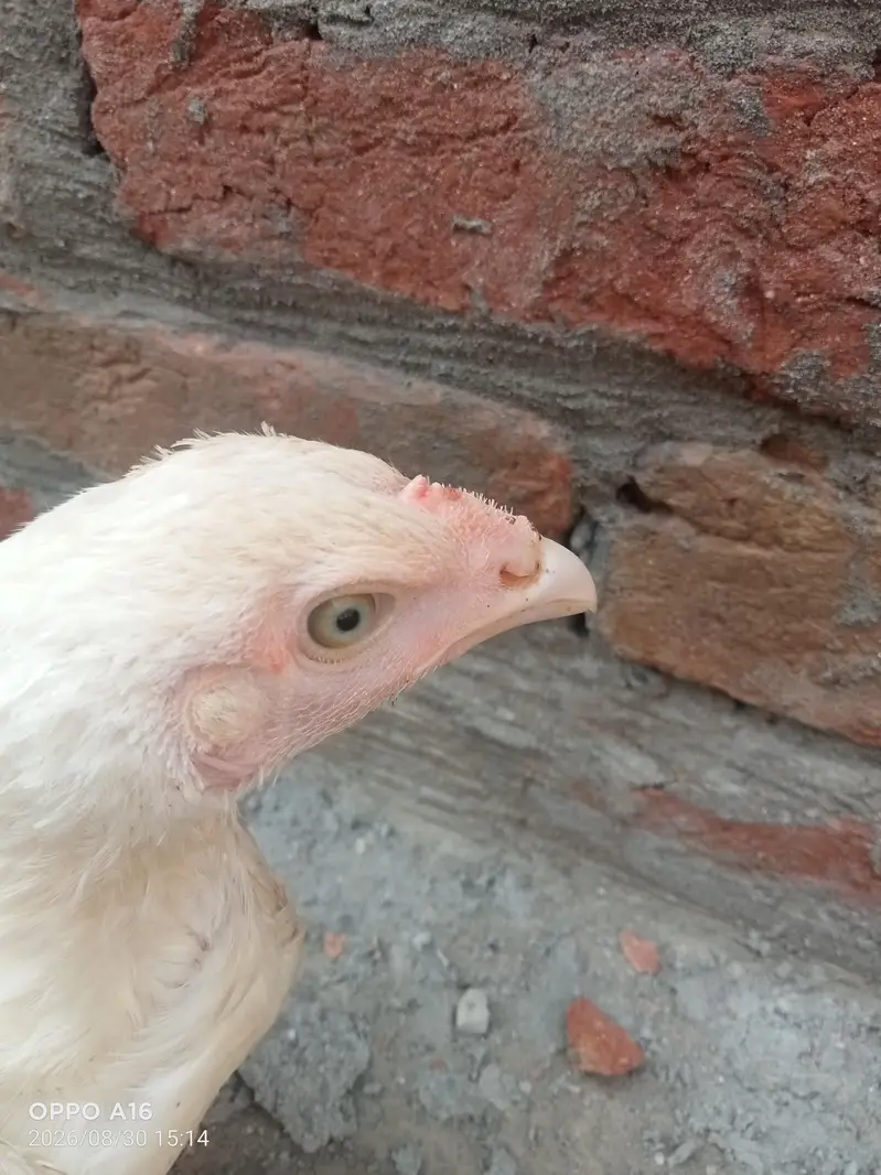 Heera aseel white nok nali and eyes 03037833845 — photo 3