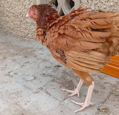 Mianwali aseel kurak Murghi
