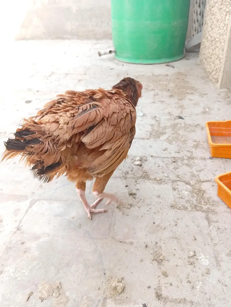 Mianwali aseel kurak Murghi — photo 2