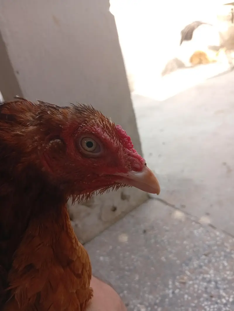 Mianwali aseel kurak Murghi — photo 5