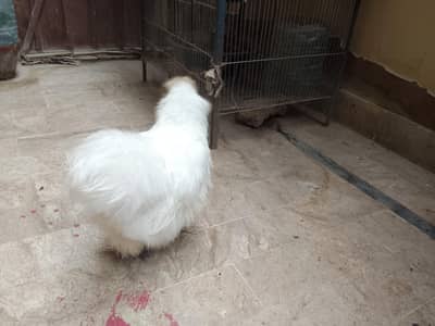 High quality white silkie, albino decino pair and cocktail parrot