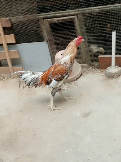Aseel Murga And Misri murga For sale