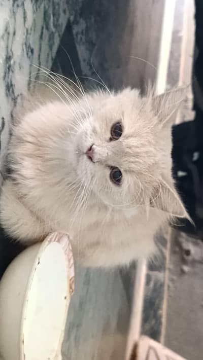 2 persian cats for sale 1 cat 12 month  or dooari cat 8 month ki ha