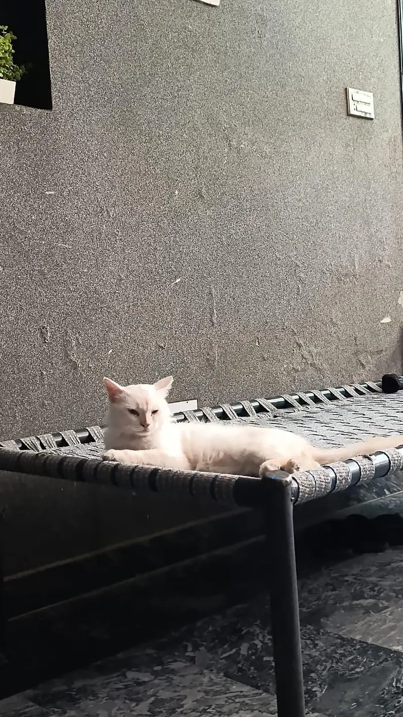 2 persian cats for sale 1 cat 12 month  or dooari cat 8 month ki ha — photo 3