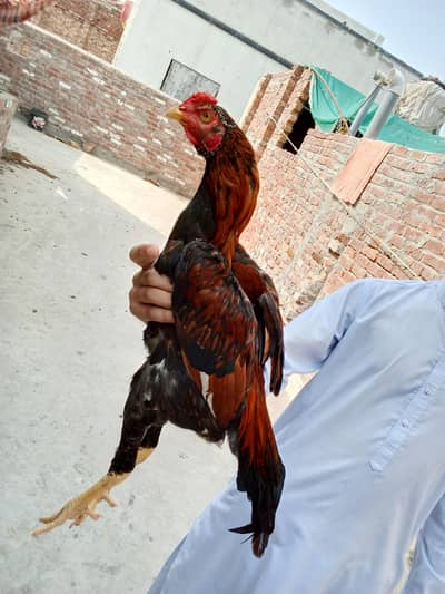 Sindhi nasal ka morga ha