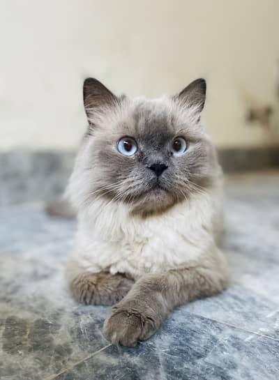 Selling persian cat