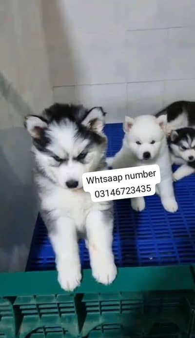 Siberian husky fore sale