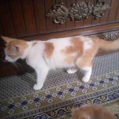 both pyari cats hian ghar ki breed hai  or 4 bache hain cats ky