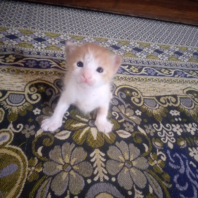 both pyari cats hian ghar ki breed hai  or 4 bache hain cats ky — photo 2