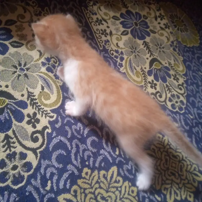 both pyari cats hian ghar ki breed hai  or 4 bache hain cats ky — photo 3