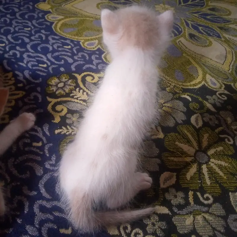 both pyari cats hian ghar ki breed hai  or 4 bache hain cats ky — photo 4
