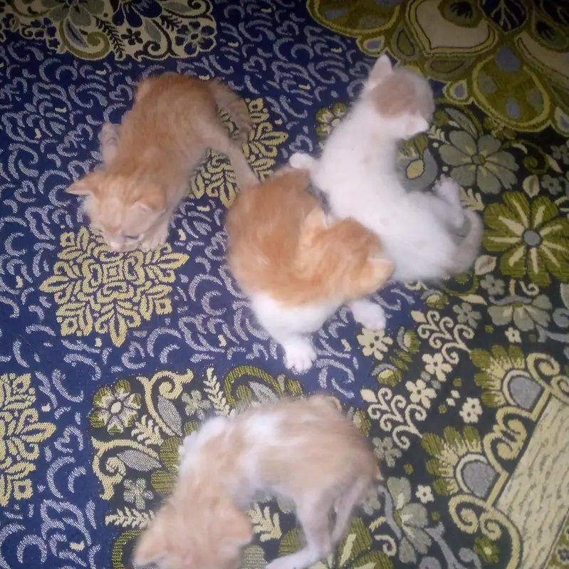 both pyari cats hian ghar ki breed hai  or 4 bache hain cats ky — photo 5