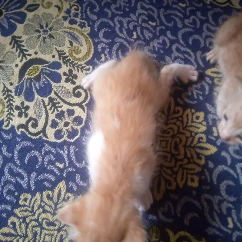 both pyari cats hian ghar ki breed hai  or 4 bache hain cats ky — photo 6