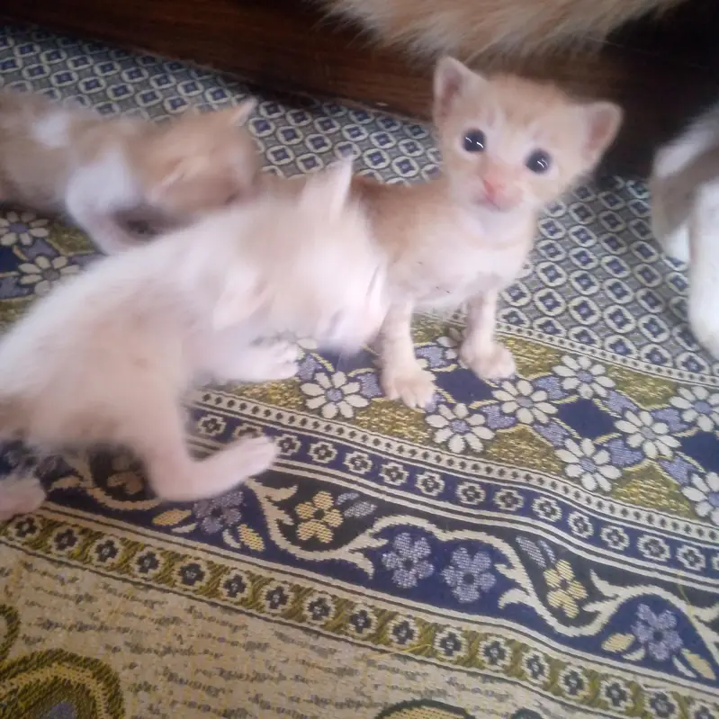 both pyari cats hian ghar ki breed hai  or 4 bache hain cats ky — photo 7