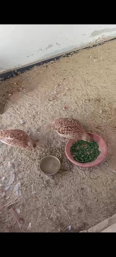 irani teetar