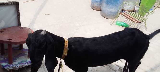 beetal goat | bakri |  bakra  for sale