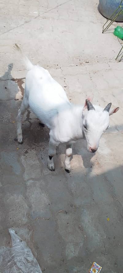 bakra  for sale