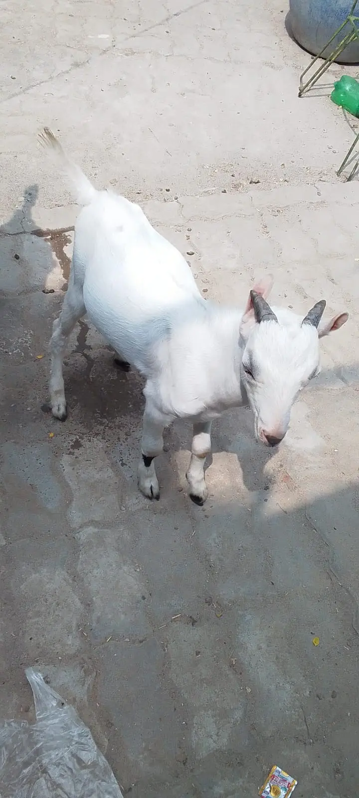 beetal goat | bakri |  bakra  for sale — photo 2