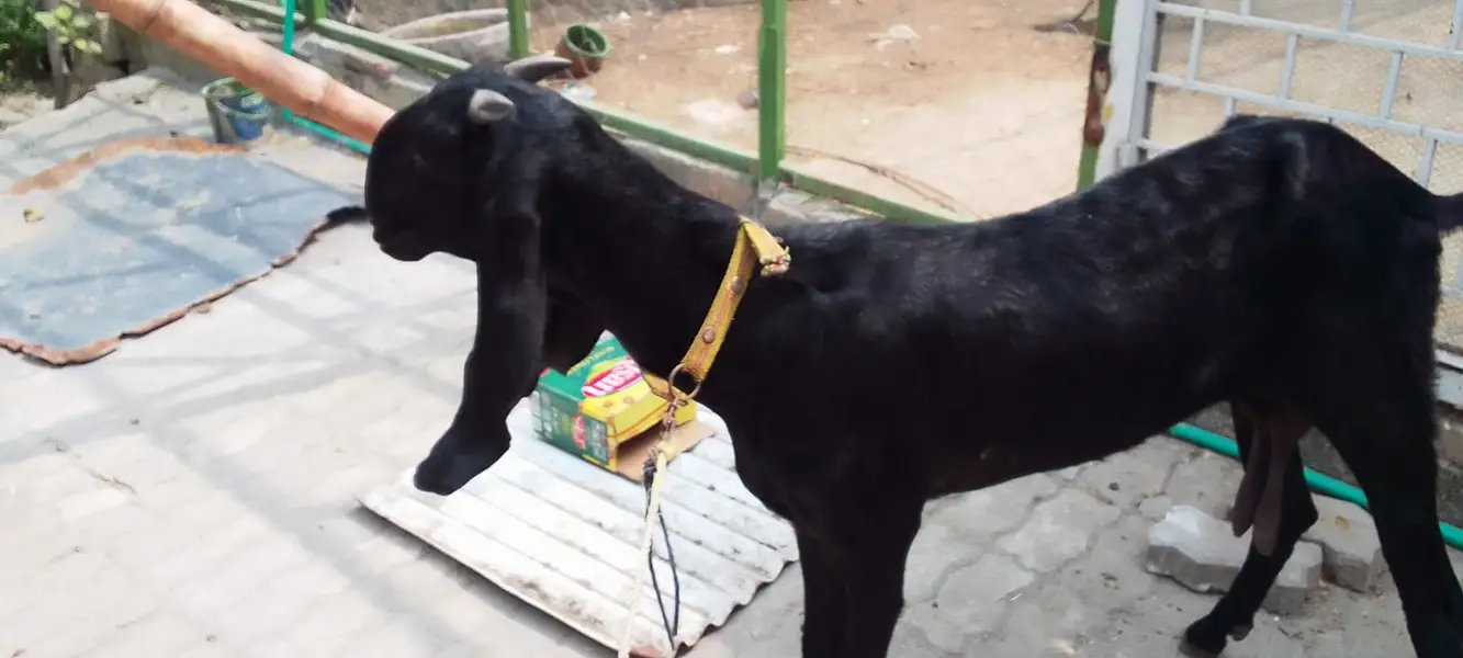 beetal goat | bakri |  bakra  for sale — photo 3