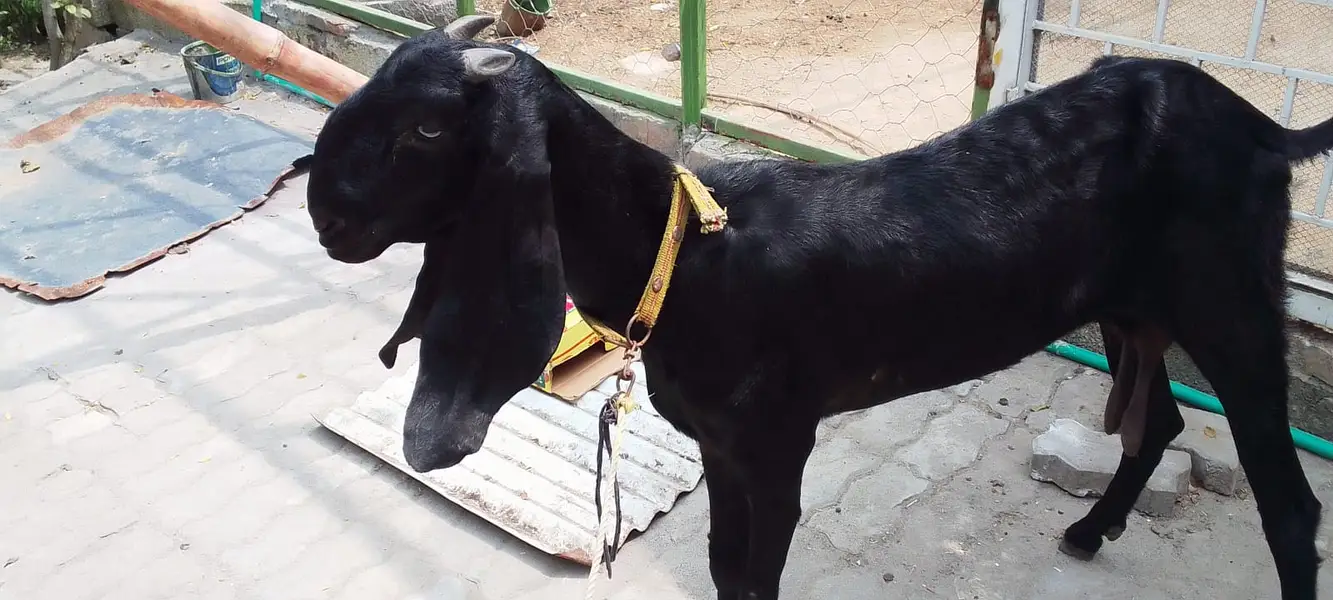 beetal goat | bakri |  bakra  for sale — photo 4
