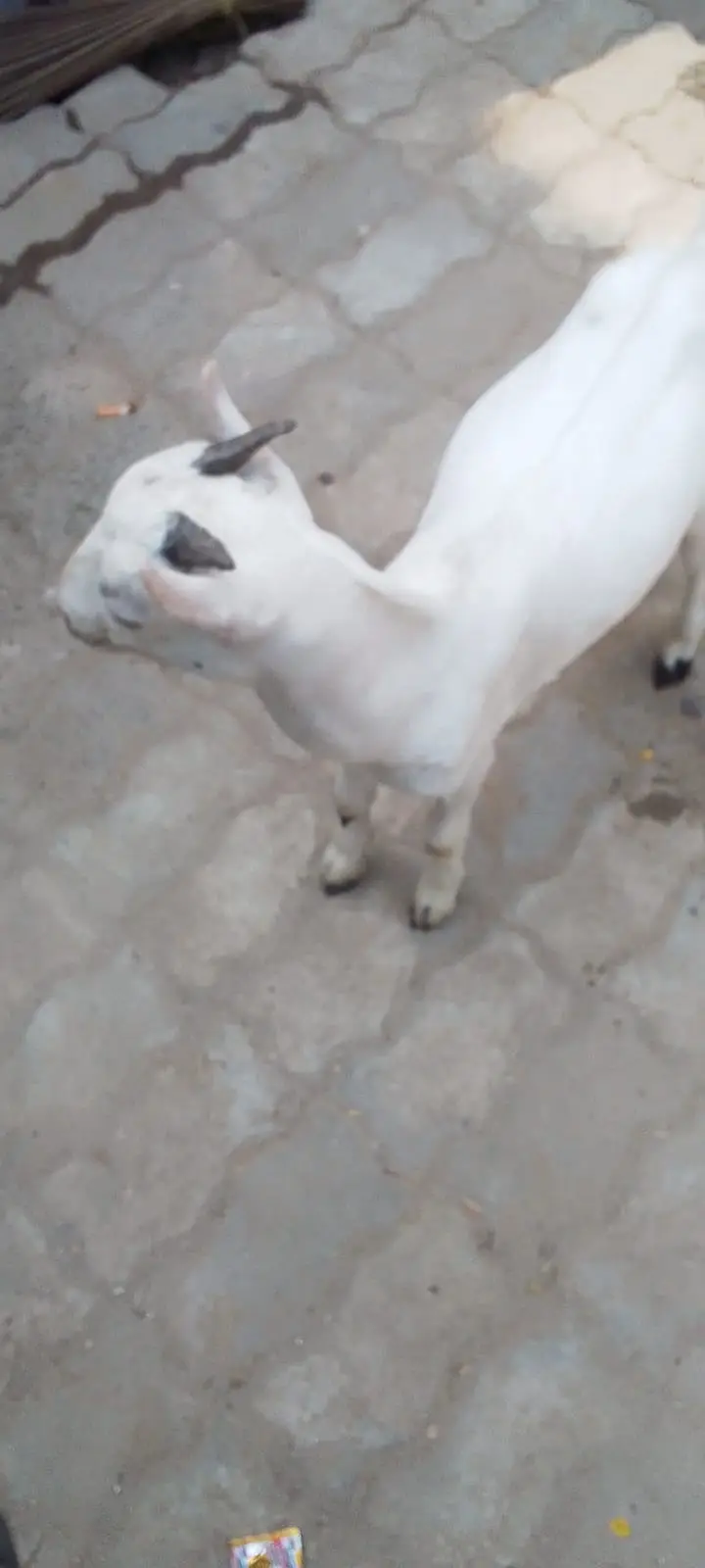 beetal goat | bakri |  bakra  for sale — photo 5