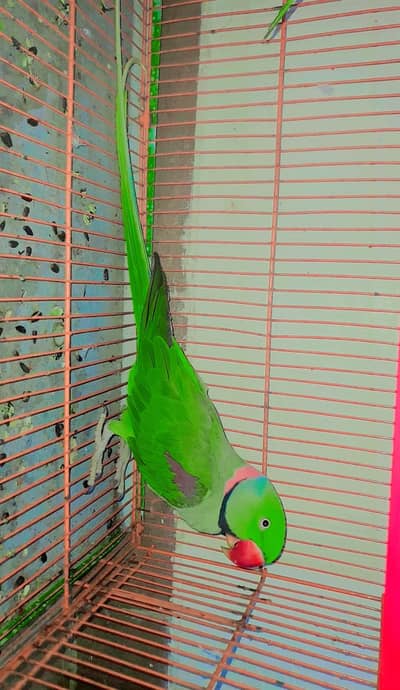 Ringneck Breeder Male 2.7years