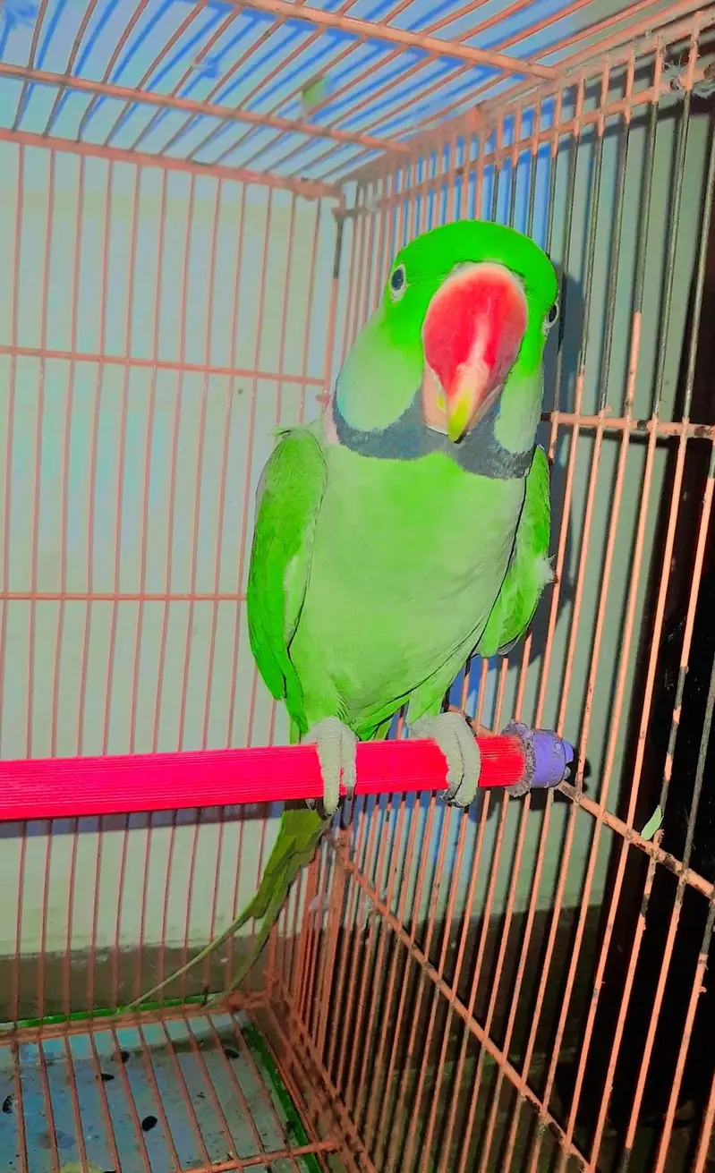 Ringneck Breeder Male 2.7years — photo 2