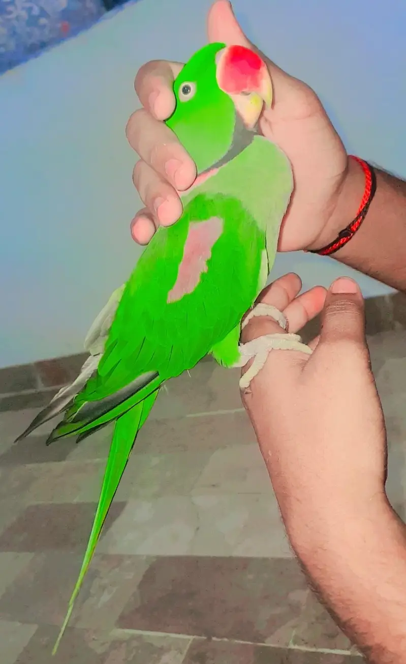 Ringneck Breeder Male 2.7years — photo 3