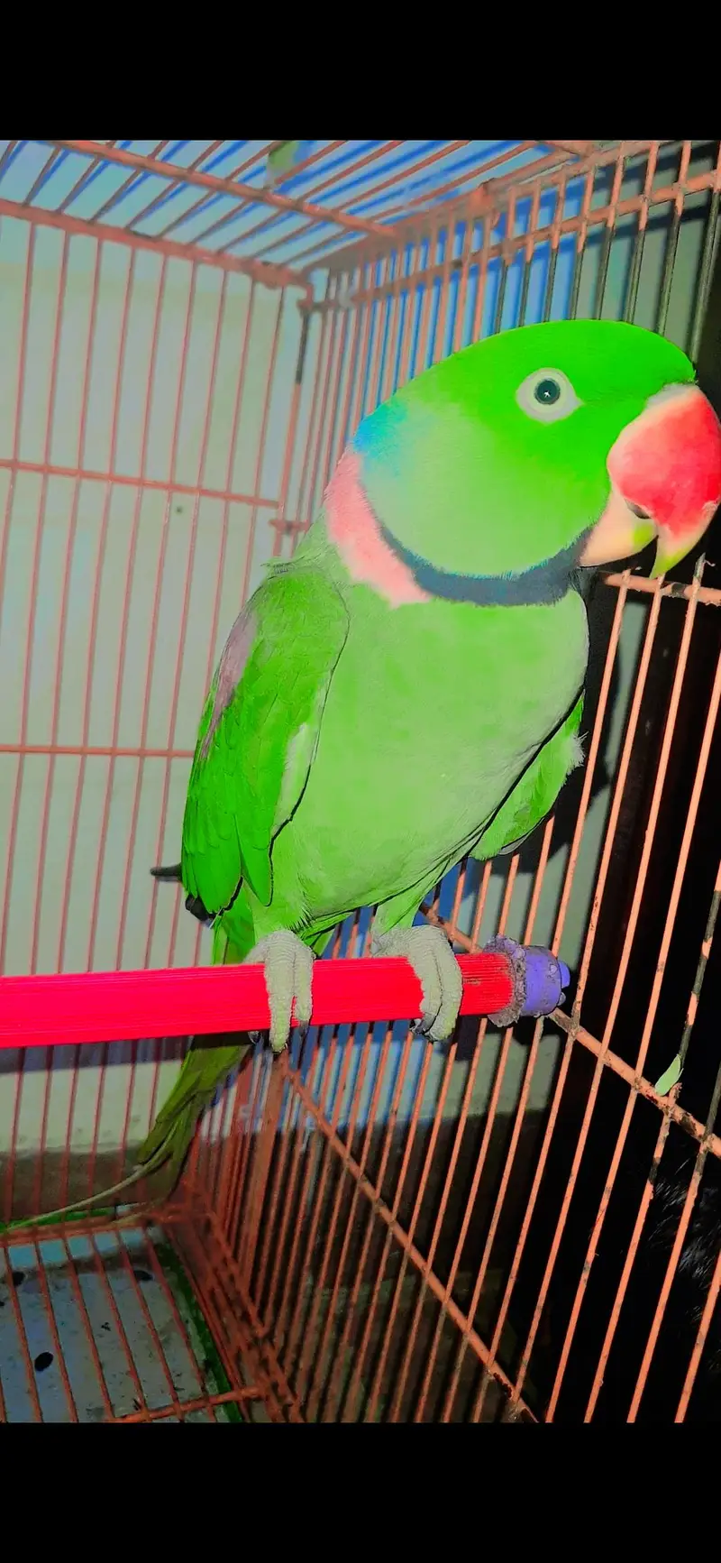 Ringneck Breeder Male 2.7years — photo 4