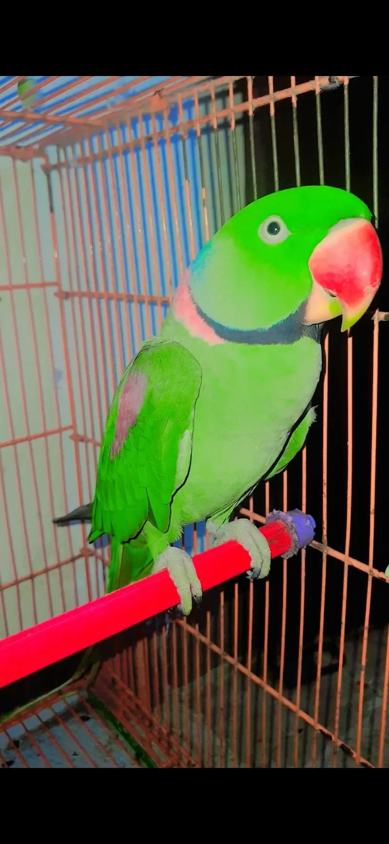 Ringneck Breeder Male 2.7years — photo 5