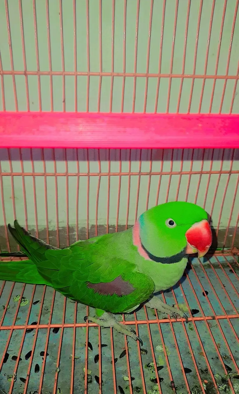 Ringneck Breeder Male 2.7years — photo 6