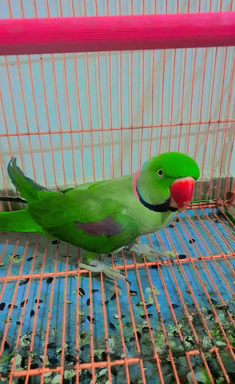 Ringneck Breeder Male 2.7years — photo 7