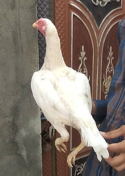 white Hera aseel murgi