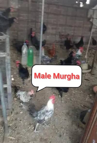 golden misri Egyptian Fayoumi Austrolarp male murgha