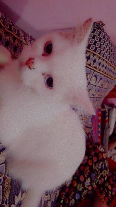 Turkish angora cat