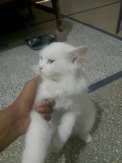  Beautiful & Healthy Cat for Sale | Friendly & Active
