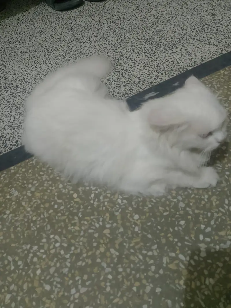  Beautiful & Healthy Cat for Sale | Friendly & Active — photo 2
