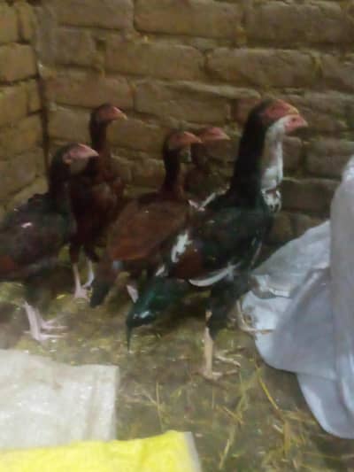 aseel mianwali