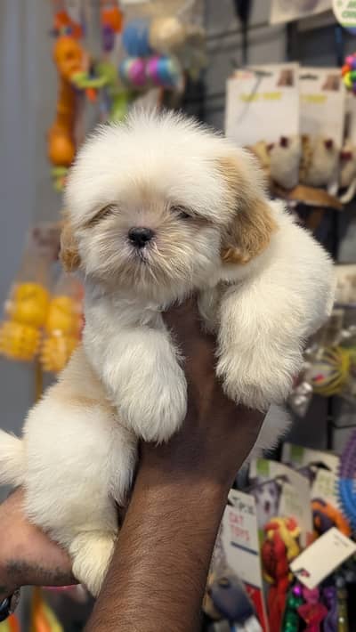 TOP QUALITY Shitzu PUPPIES AVAILABLE FOR SALE