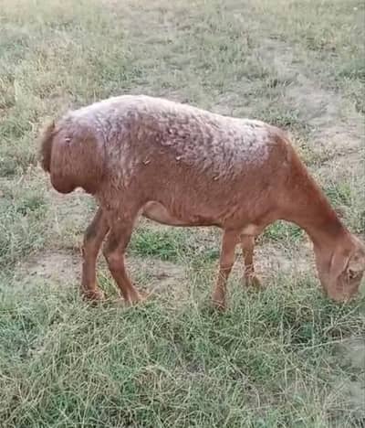 Dumbi or Dumba Urgent Sale