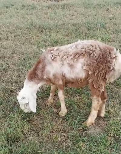 Chaki Dumba Urgent Sale